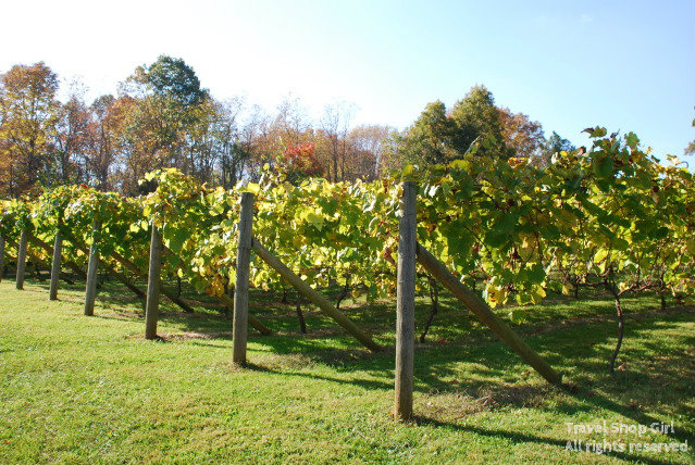 family vineyards
