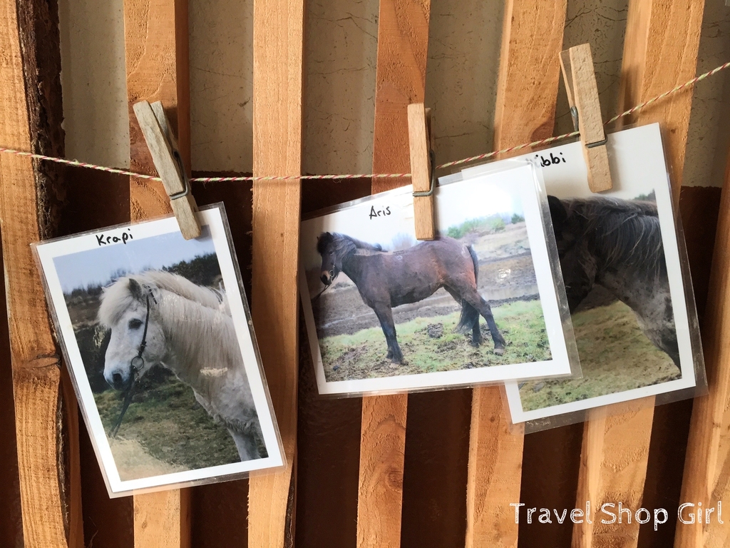 Icelandic horses