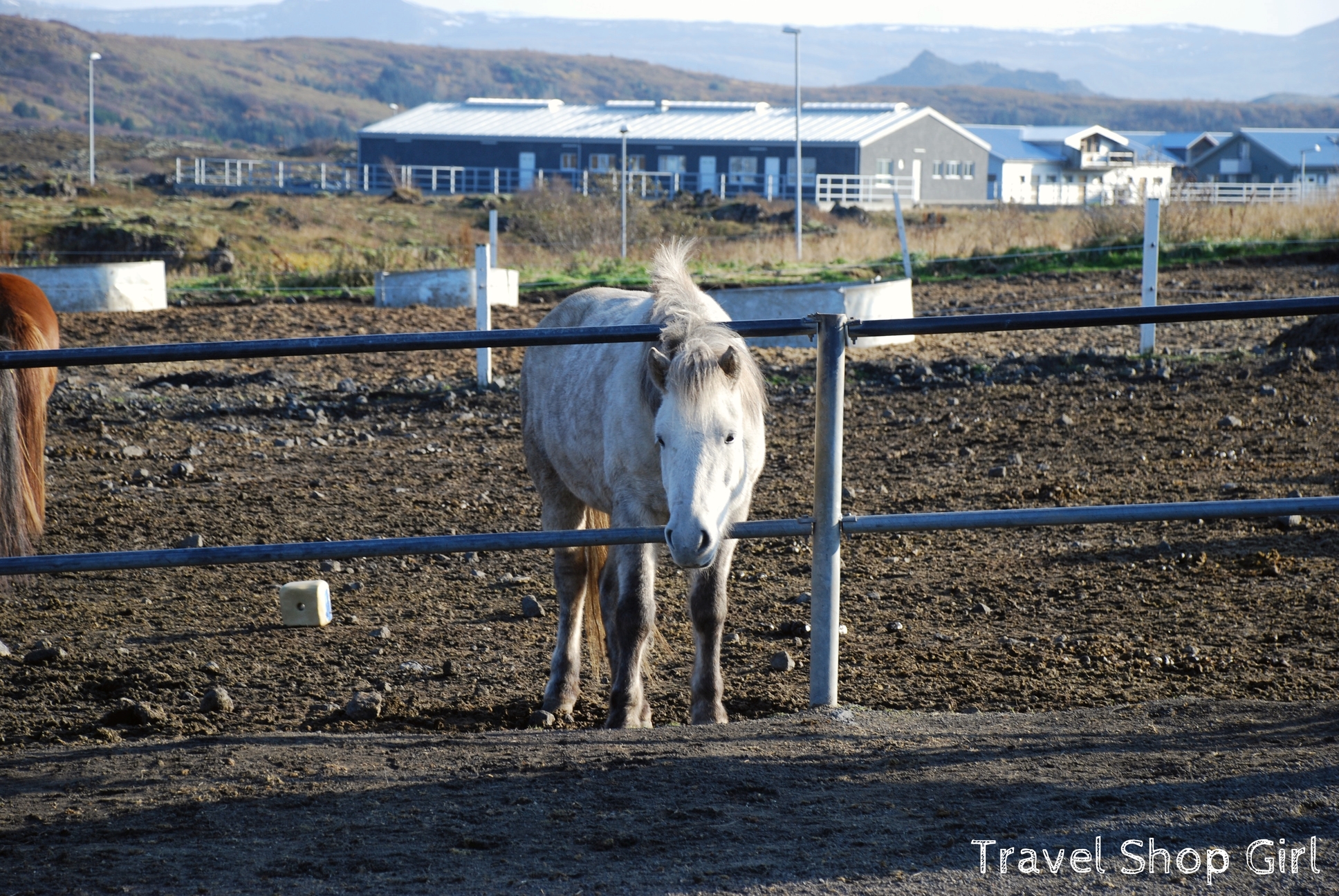 Icelandic horses