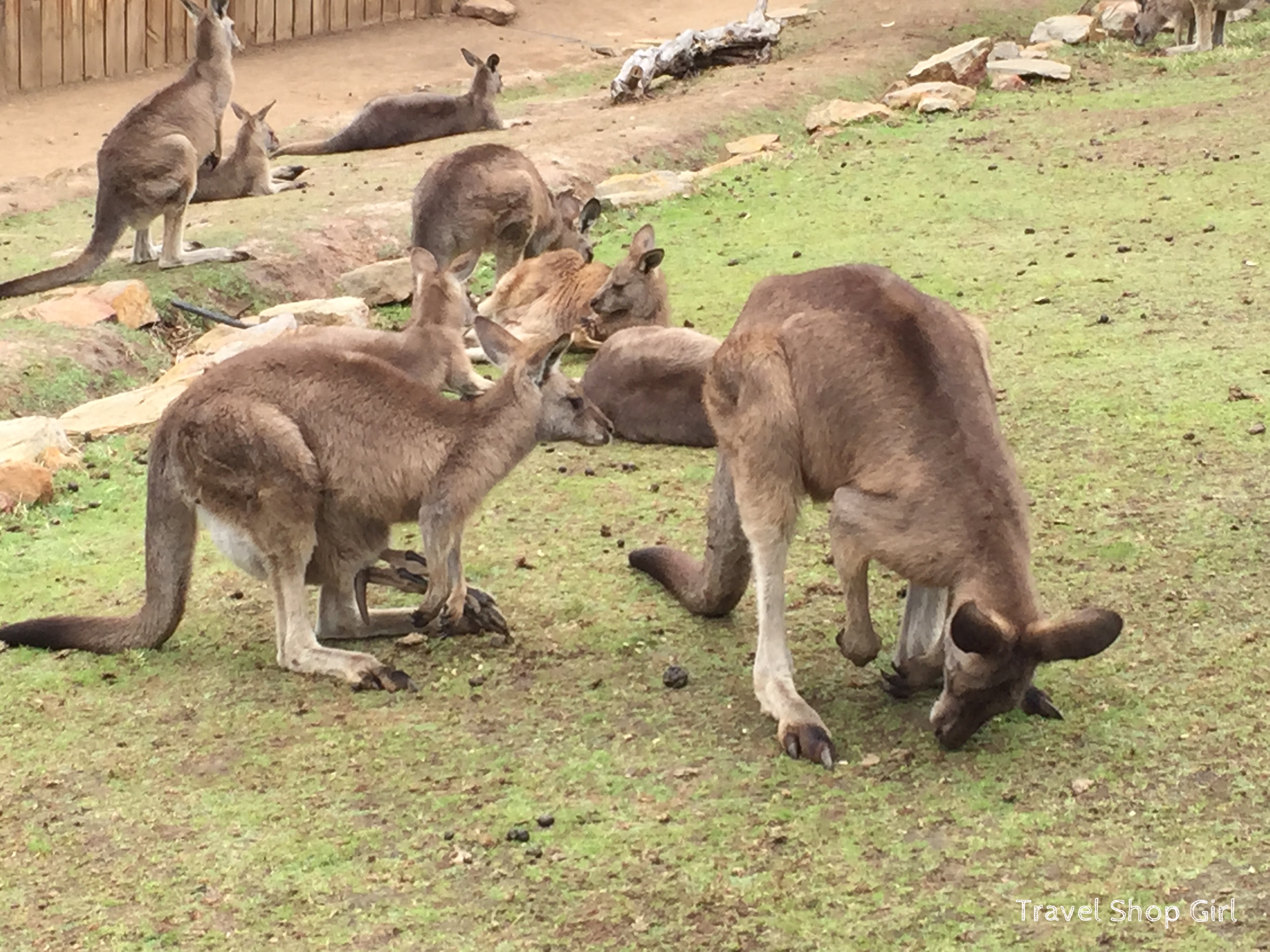 Kangaroos and Koalas at Bonorong Wildlife Sanctuary