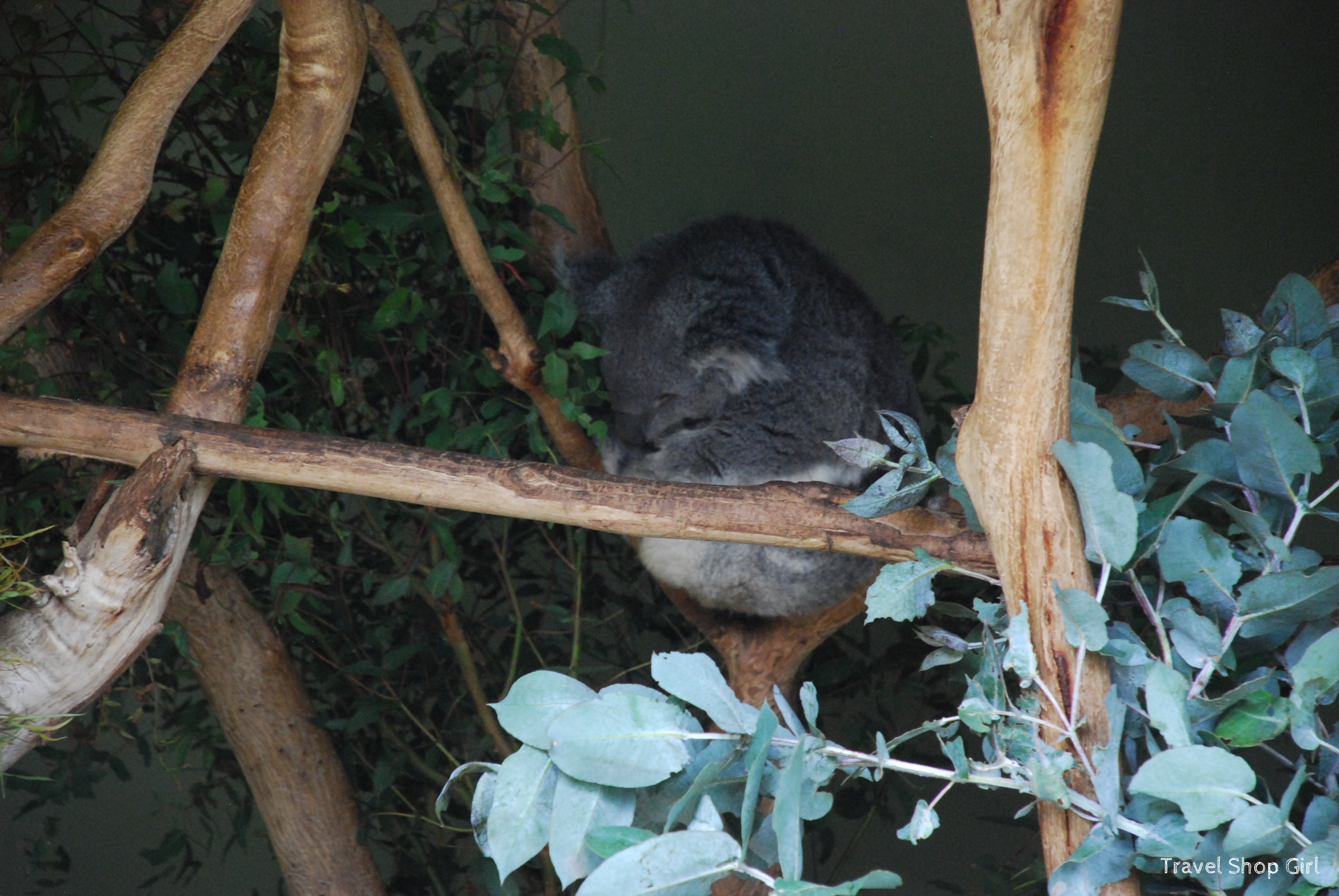 Kangaroos and Koalas at Bonorong Wildlife Sanctuary
