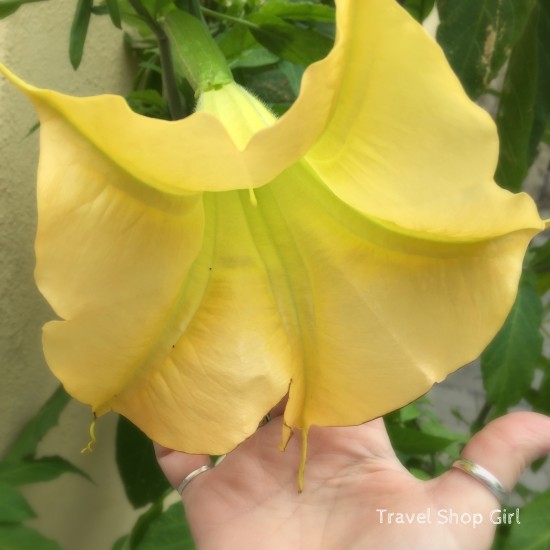 admiring the flowers of Regensburg