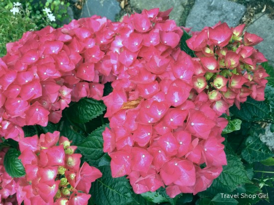 flowers of Regensburg