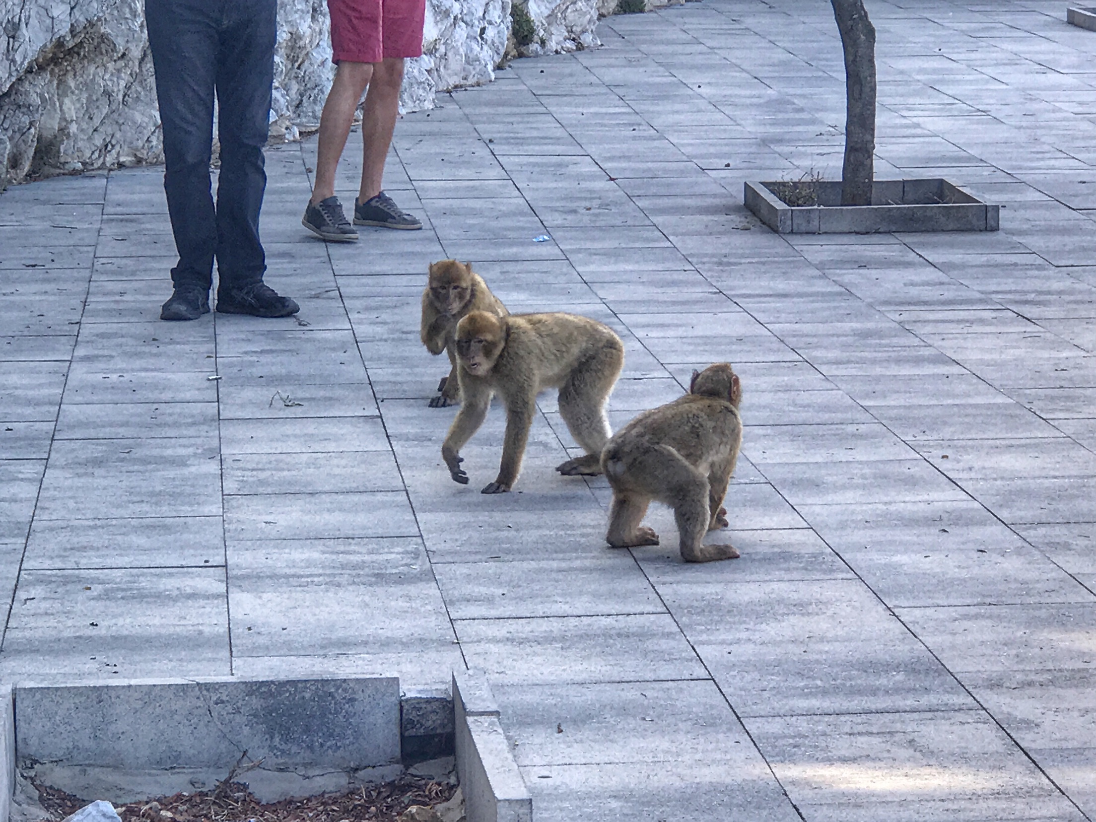 Gibraltar in one day