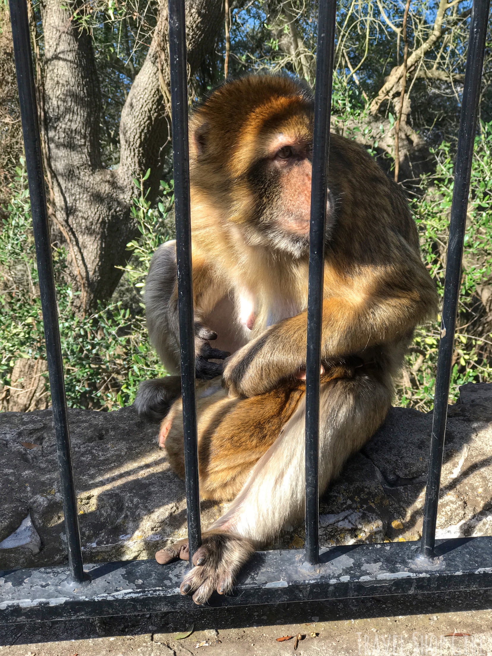 Gibraltar in one day